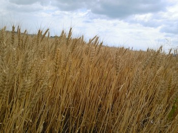 wheat_belt_200905_b02.jpg